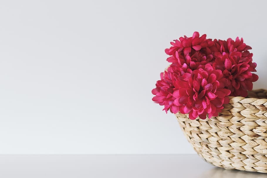 red, flower, petal, flowering plant, beauty in nature, freshness HD wallpaper