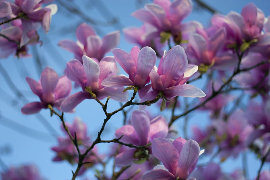 magnolia, sky, spring, tree, blossom, flower, bloom, nature HD wallpaper