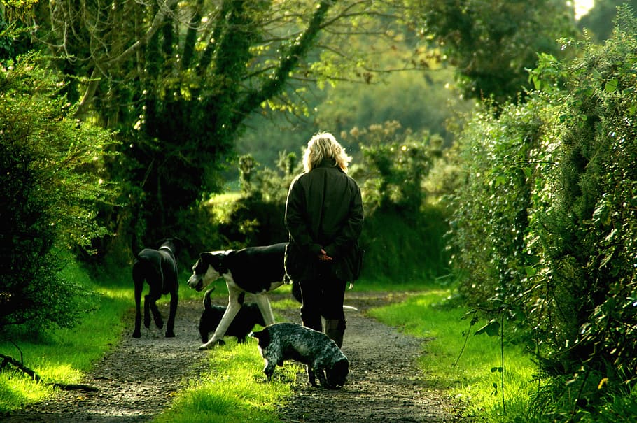 animals, dogs, lady, path, pets, plants, woman, outdoors, people HD wallpaper