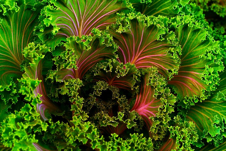 close-up of lettuce, green, pink, leaves, kale, vegetable, healthy, HD wallpaper