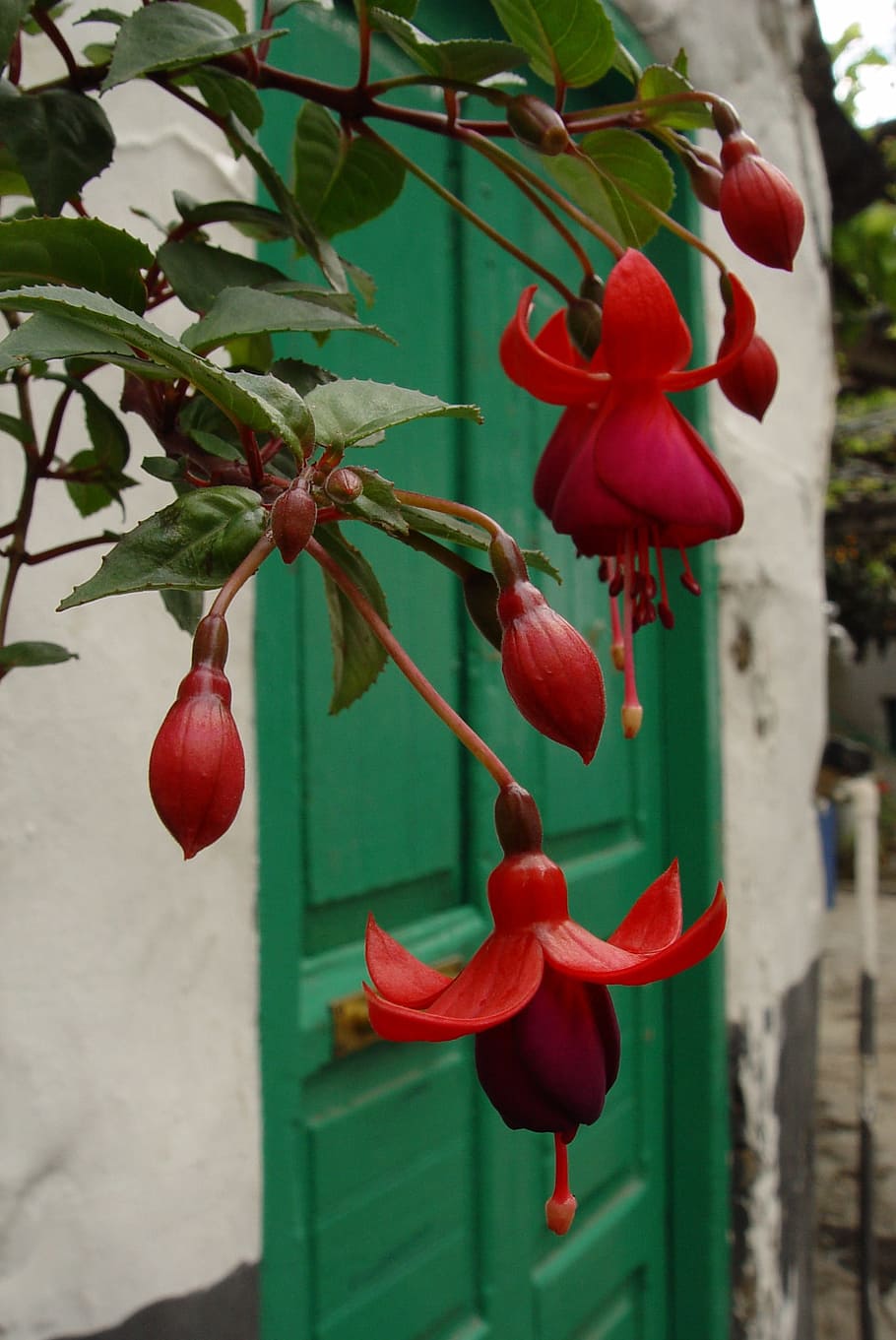 flower, red, green, growth, plant, freshness, beauty in nature HD wallpaper