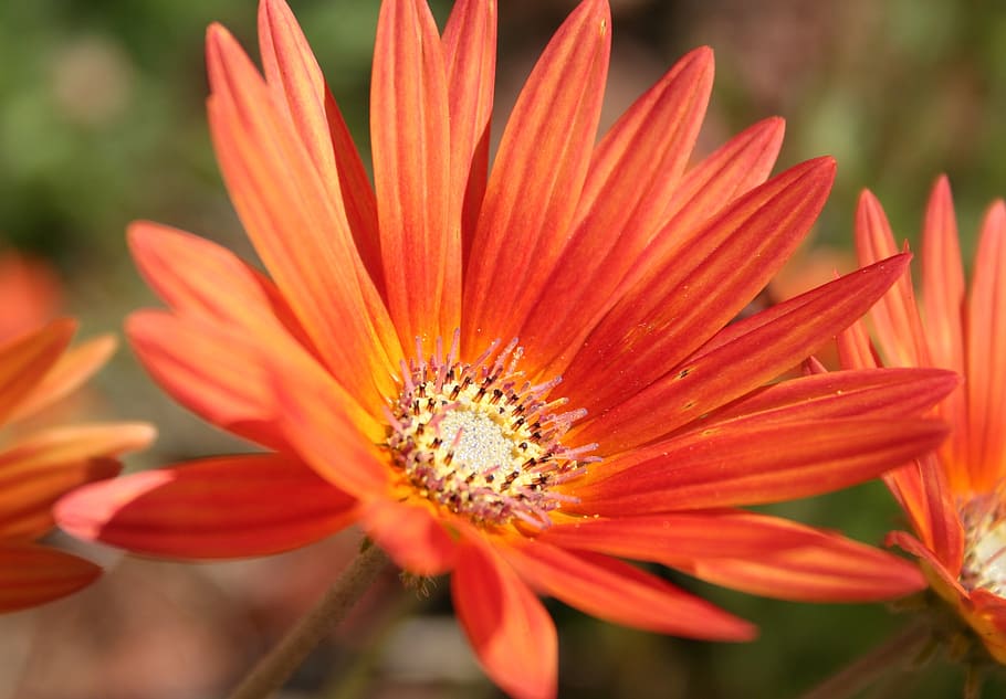 gerbera, flower, orange yellow, close, colorful, nature, blossom HD wallpaper