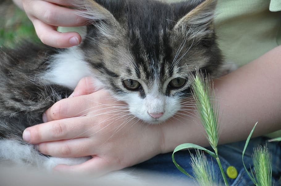 Kitten, Toddler, Summer, domestic cat, pets, human body part HD wallpaper