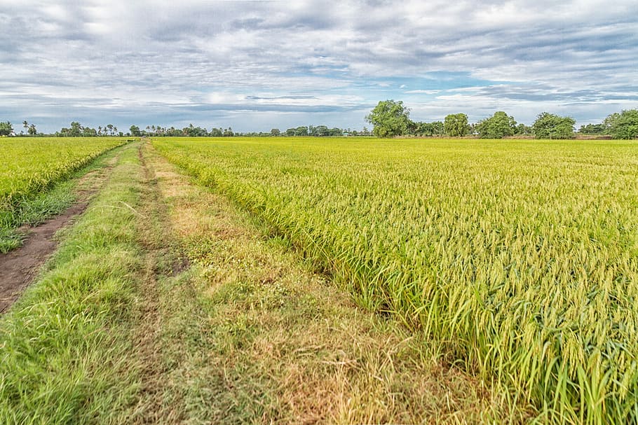 Ines, Image, View, sky, image view, agriculture, field, crop HD wallpaper