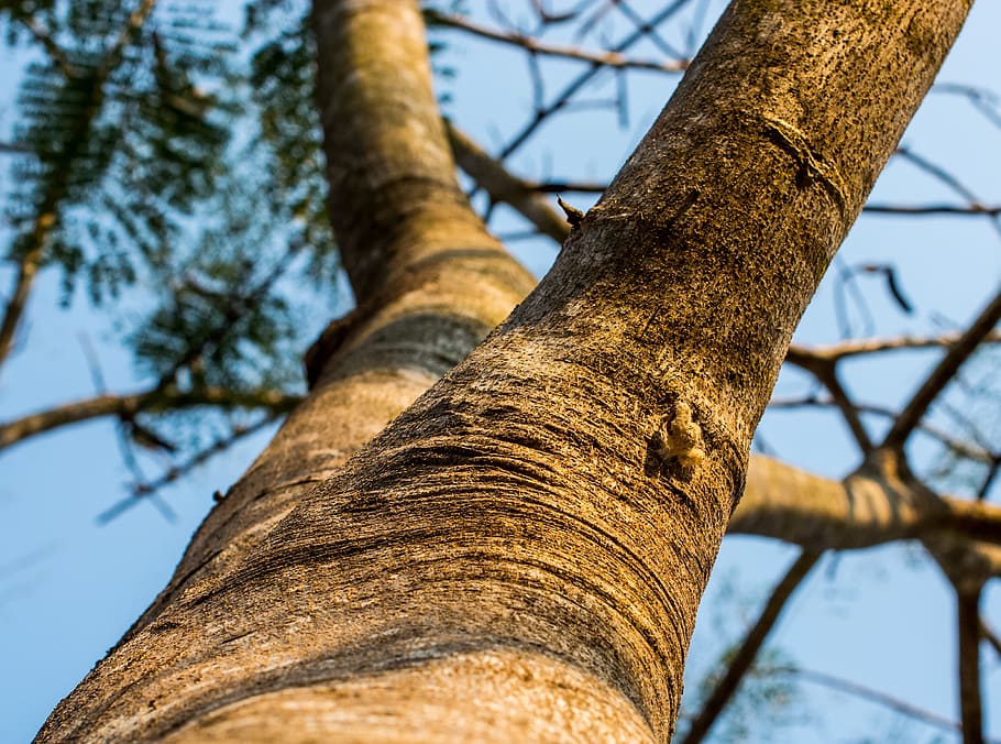 Log, Tree, Bark, Aesthetic, tree trunk, low angle view, day HD wallpaper