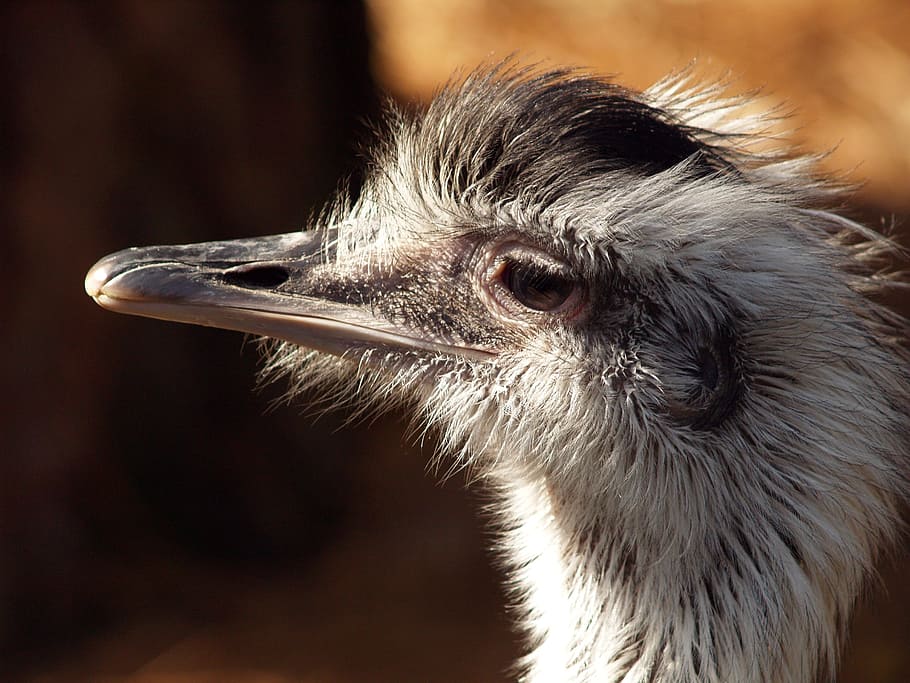 Bird, Animals, Ostrich, nature, wildlife, beak, animal Head HD wallpaper