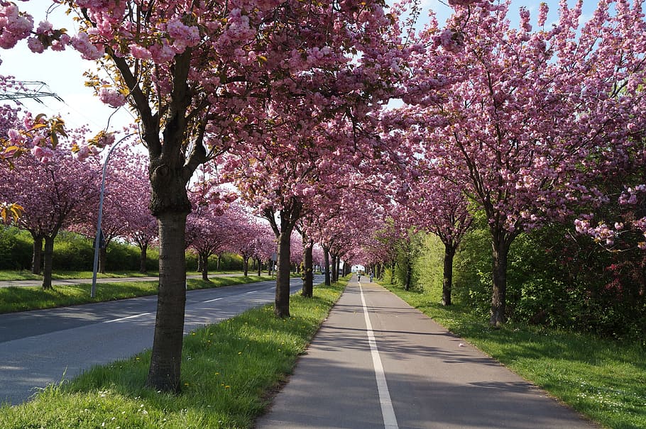roadway surrounded by cherry blossom trees, Cherry, Tree, magdeburg wrong HD wallpaper