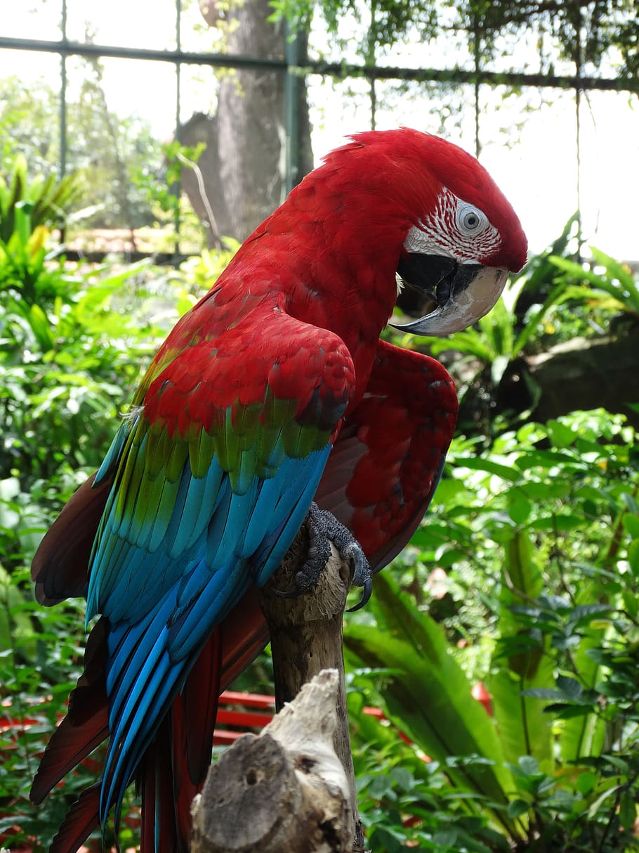 HD wallpaper: red, macaw, parrot, bird, animal themes, vertebrate ...