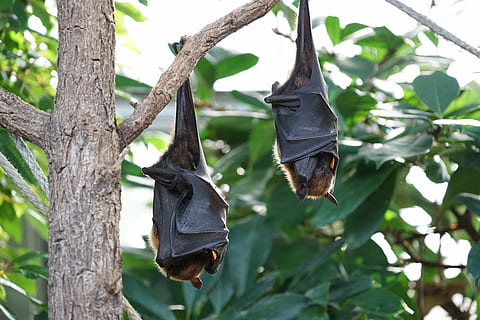 flying foxes, bat, tropical bat, hanging, tree, plant, bird HD wallpaper
