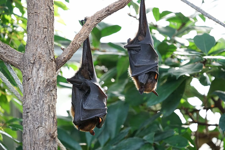flying foxes, bat, tropical bat, hanging, tree, plant, bird HD wallpaper