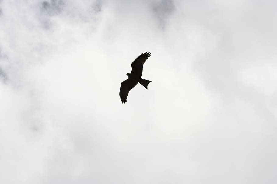 Silhouette of Bird Flying, animal, clouds, daylight, eagle, feathers HD wallpaper