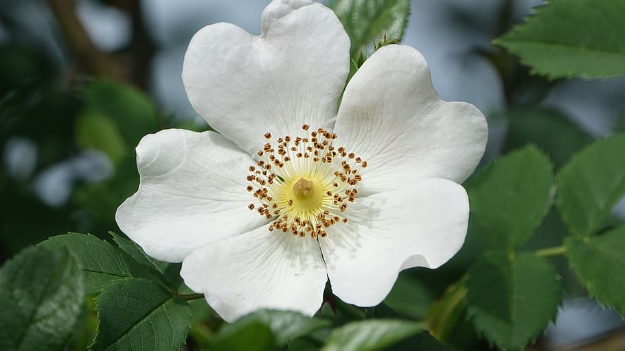 wild rose, field, nature, flower, flowering plant, growth, freshness HD wallpaper