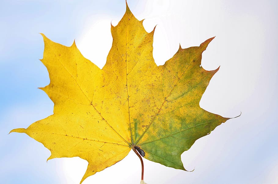 yellow maple leaf, nature, garden, macro, detail, plants, beautiful HD wallpaper