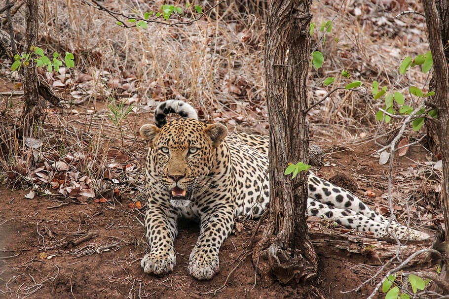 brown and black leopard lying besides tree at daytime, white and brown leopard laying on ground during daytime HD wallpaper