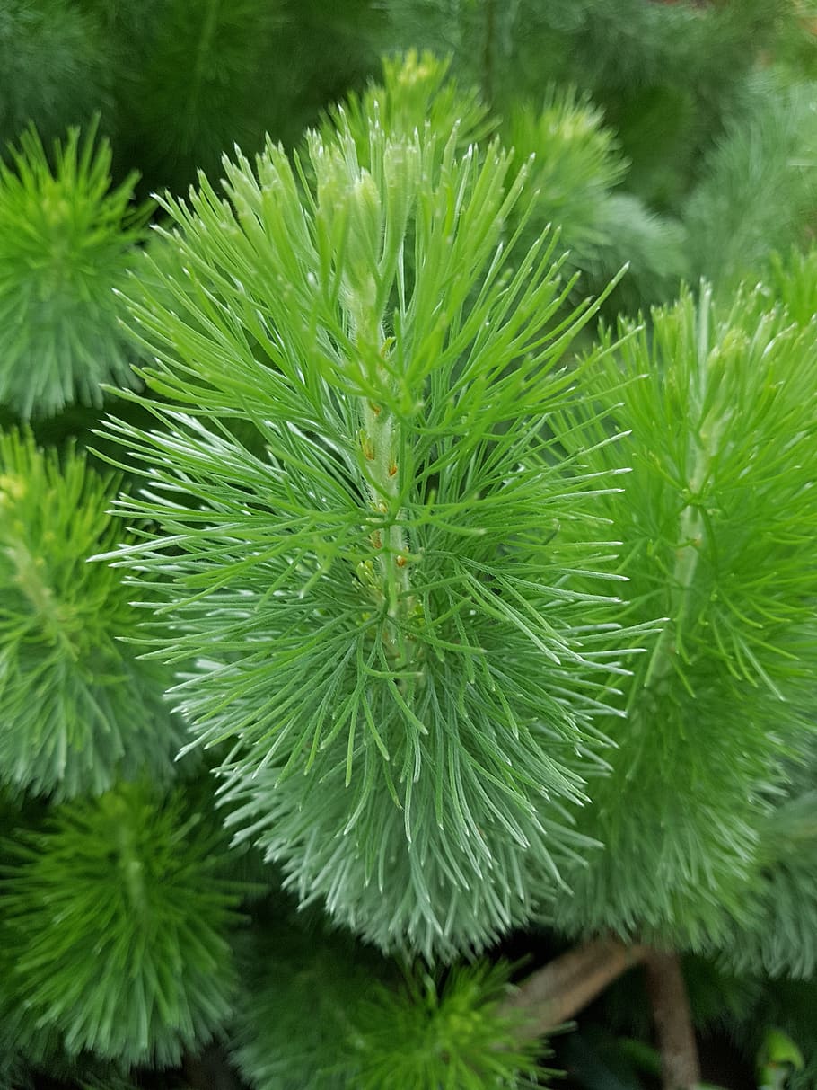pine tree, forest, trees, landscape, evergreen, branch, fir HD wallpaper
