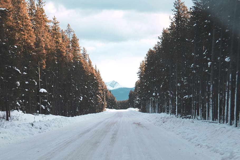 road filled with snow going to mountain between trees during snow, road covered by snow surrounded by trees HD wallpaper