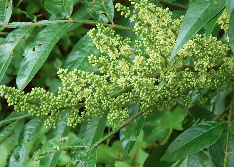 tree, pollen, blooming, botany, flora, branch, green, leaf HD wallpaper