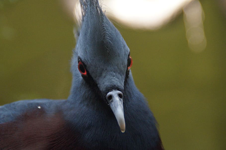 Dove, Head, Face, Bill, Bird, krontaube, victoria-krontaube HD wallpaper