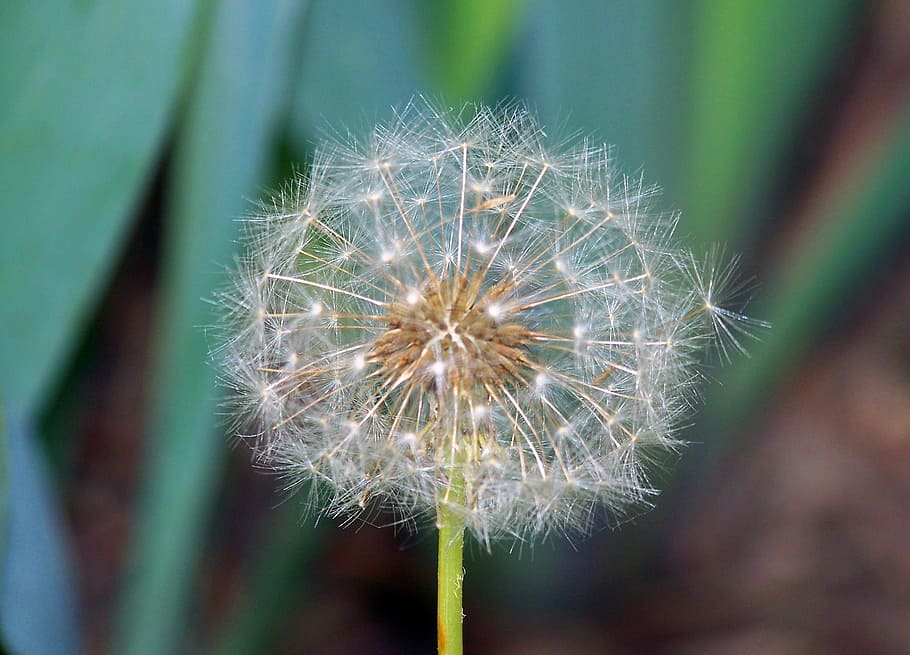 dandelion, seeds, bloom, blossom, colorful, detail, flora, floral HD wallpaper