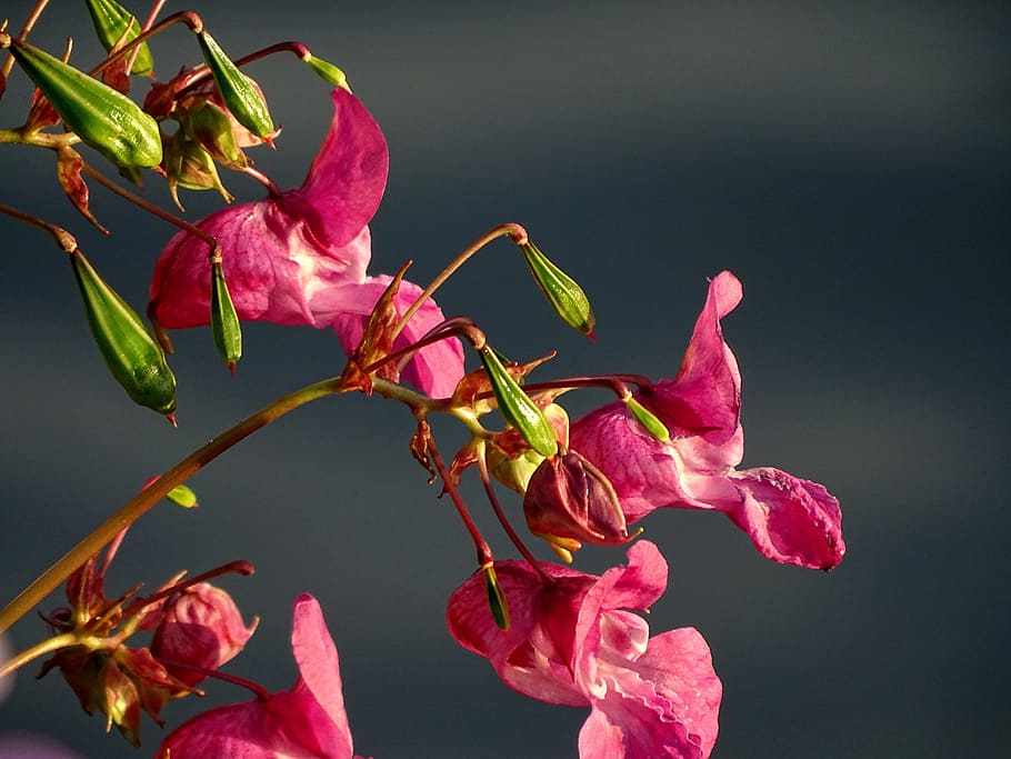 red balsam flowers close-up photography, pink, indian springkraut, HD wallpaper