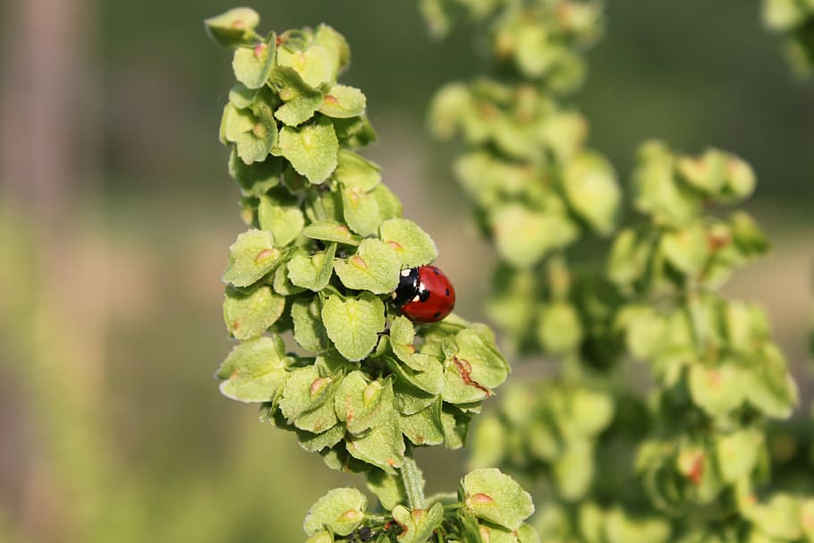 crispus, curly, dock, raw, rumex, seeds, urled, plants, nature HD wallpaper