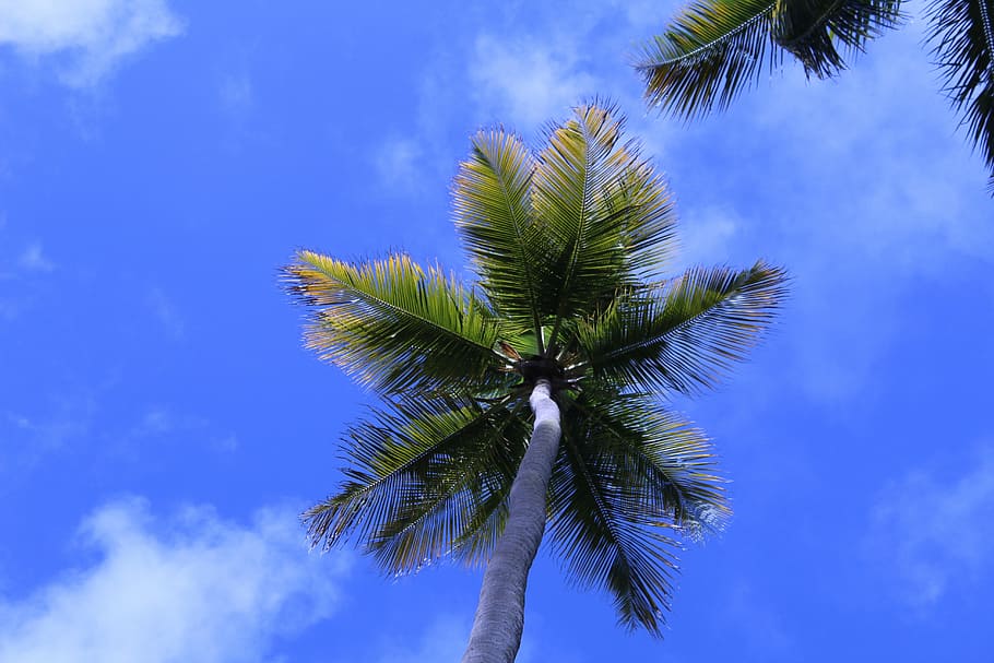 coconut tree, beach, brazil, tropical climate, palm tree, sky HD wallpaper