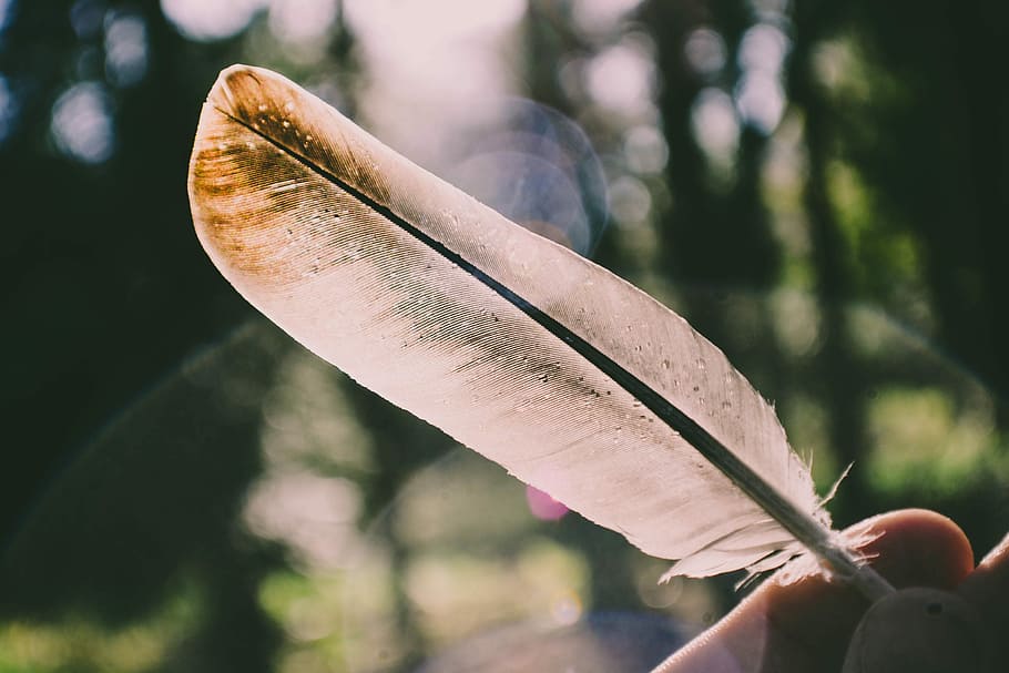 person holding white feather, shallow focus photography of white feather HD wallpaper