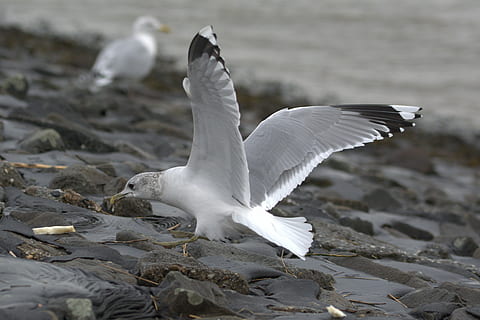 seagull, herring gull, bread, eat, larus argentatus, large gull HD wallpaper
