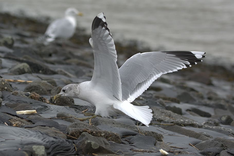 seagull, herring gull, bread, eat, larus argentatus, large gull HD wallpaper