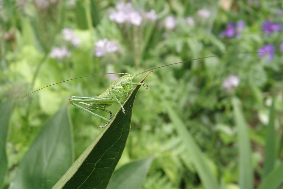 nature, plant, leaf, summer, flower, garden, insect, grasshopper HD wallpaper