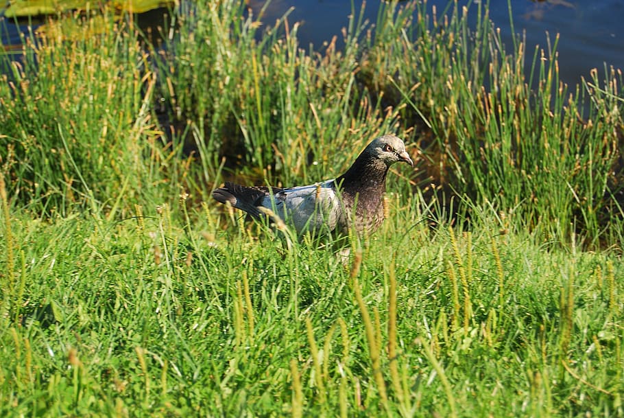 dove, grass, nature, plants, bird, animal, green, growth, vertebrate HD wallpaper