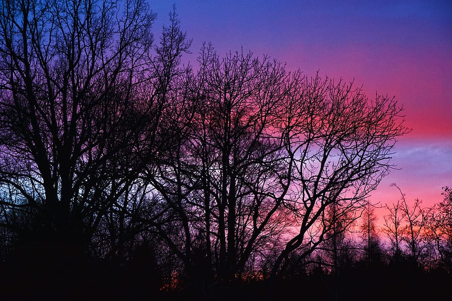 Sunset, Trees, Sundown, Nature, sky, color, purple, bare tree HD wallpaper