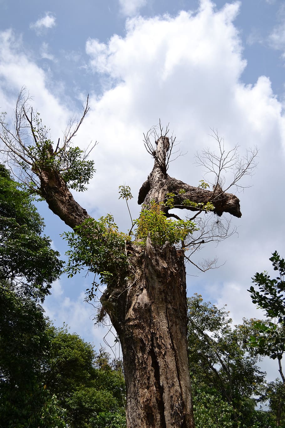 dried tree, dead tree, dying, hard, harsh, hot, cloud, sky HD wallpaper
