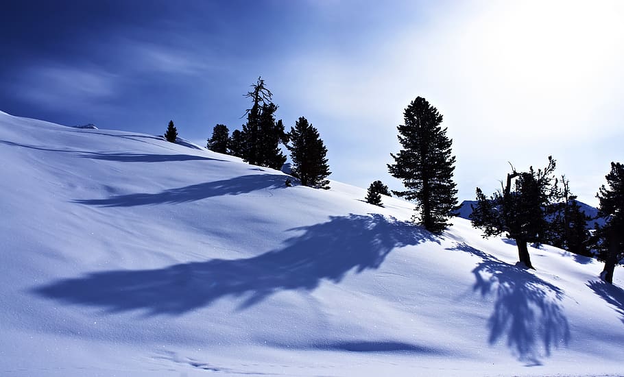 trees on snow mountain, winter, mountains, wintry, sun, shadow HD wallpaper