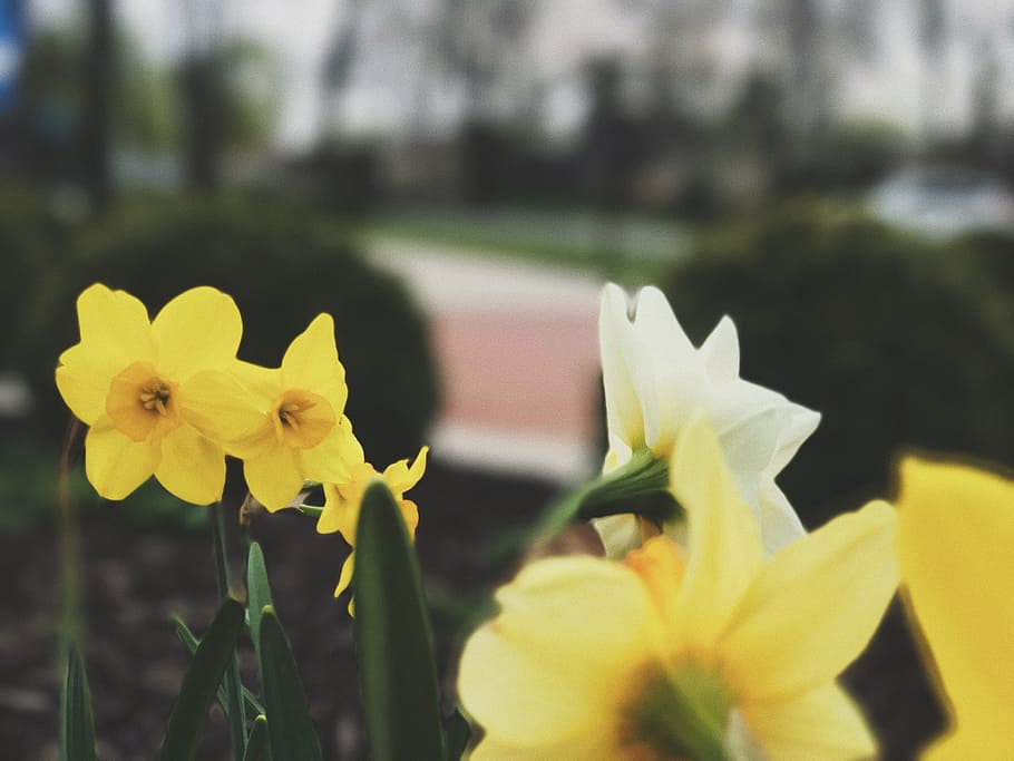 selective focus of yellow flower, shallow focus of yellow flower HD wallpaper