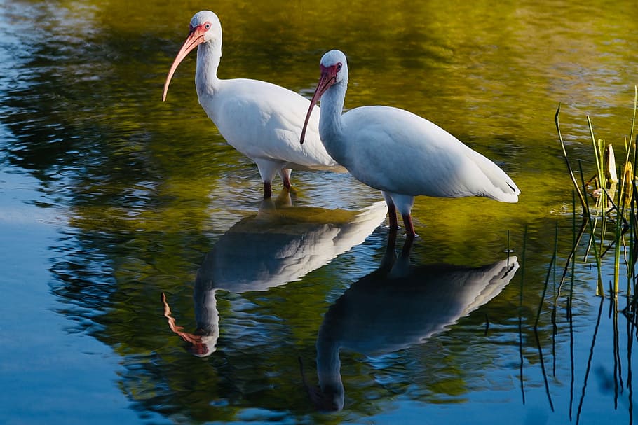 two white birds on body of water, two white ducks, feathers, lake HD wallpaper