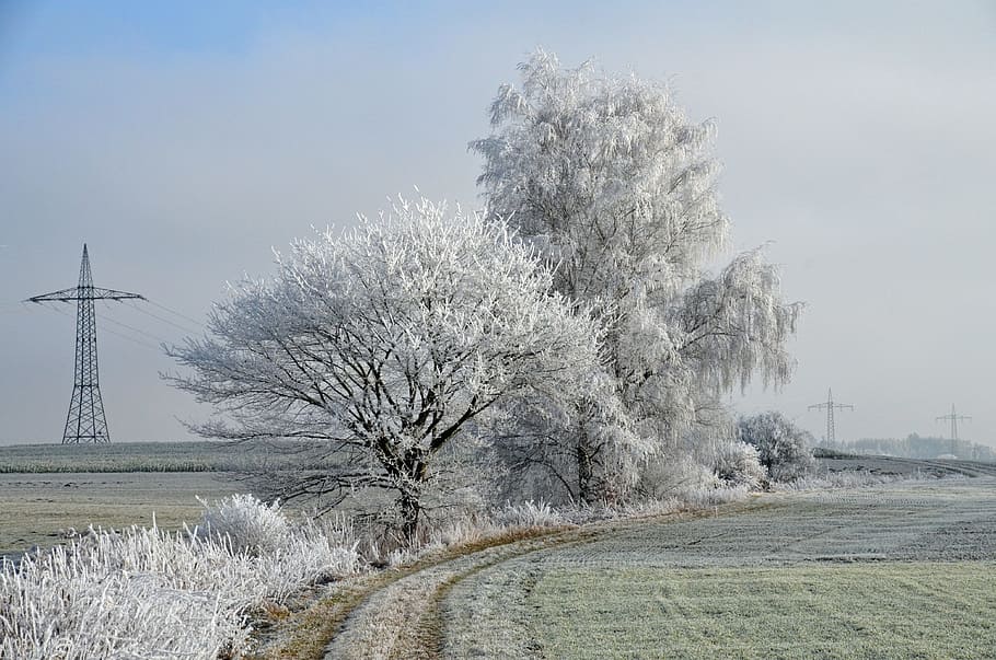Winter, Landscape, Wintry, Cold, Frost, hoarfrost, nature, winter time HD wallpaper