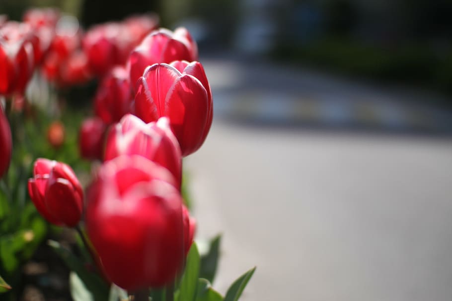 tulip, flowers, spring, flowering plant, red, freshness, beauty in nature HD wallpaper