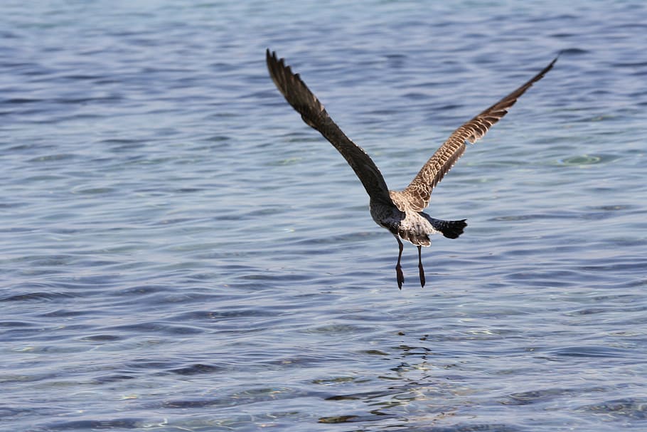 seagull, ali, flight, blue, bird, fly, nature, dom, sea ​​bird HD wallpaper