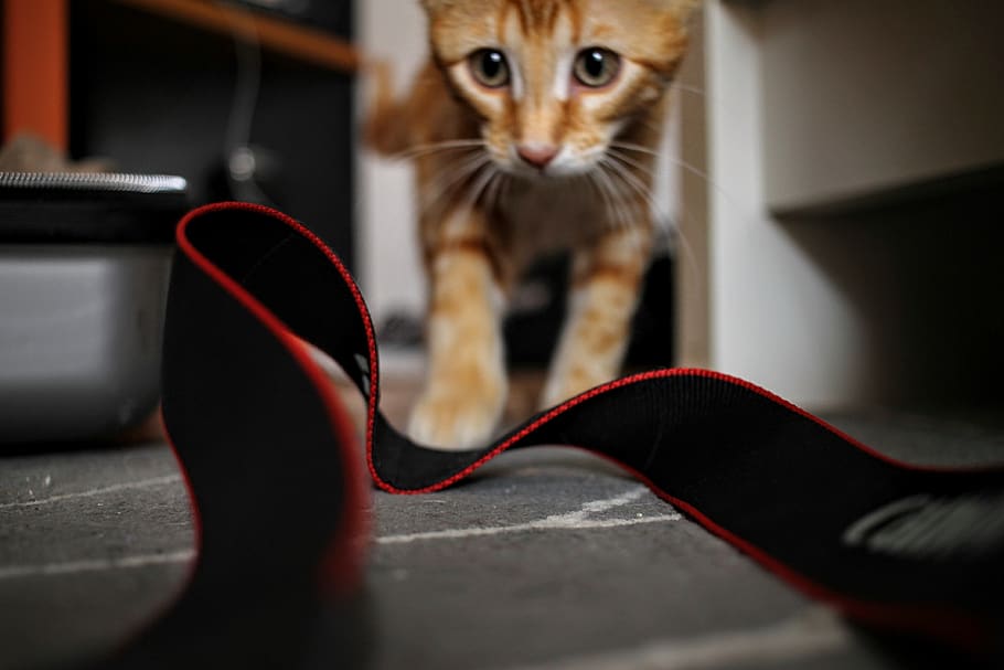 blur, cat, animal, mammal, pets, domestic, domestic animals HD wallpaper