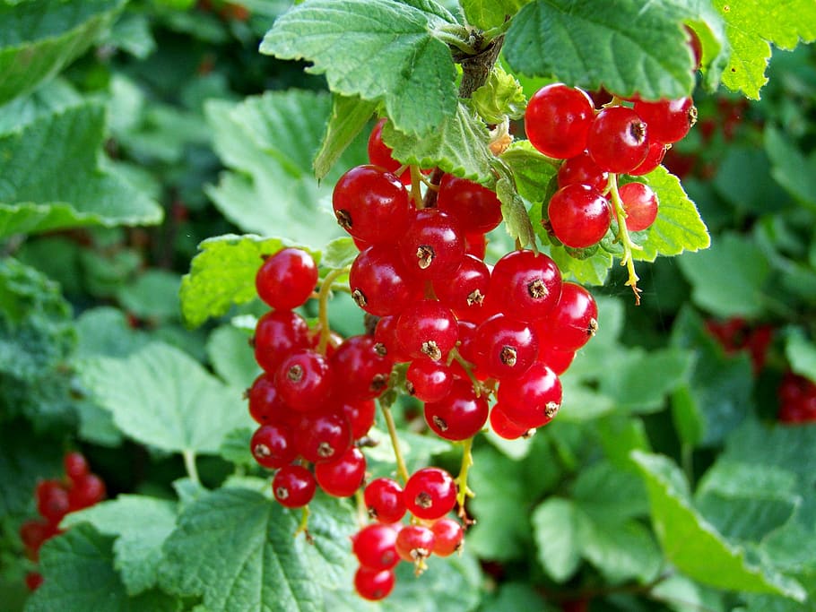 red currant, red fruit, berry crop, food and drink, healthy eating HD wallpaper