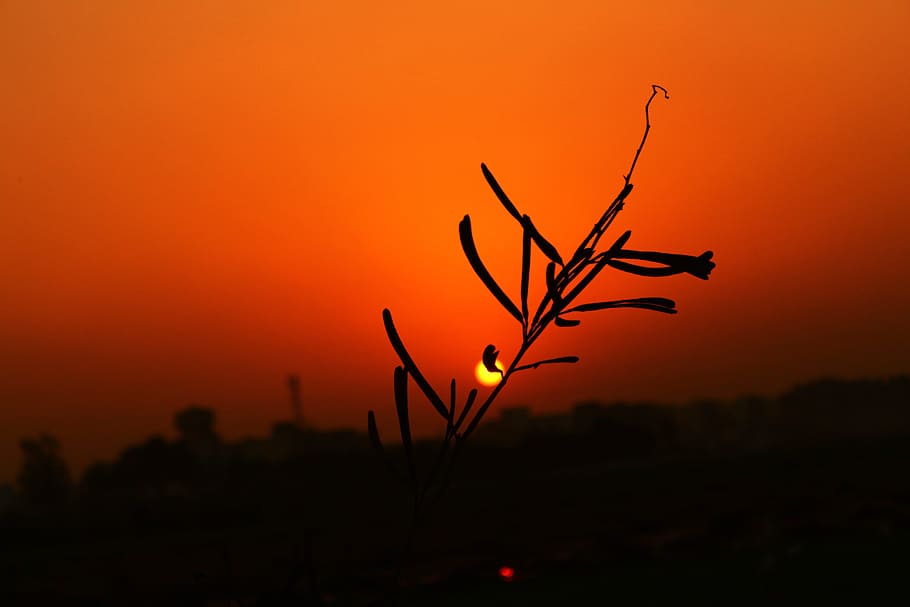 Silhouette, Sunset, Plan, Landscape, outdoor, evening, orange color HD wallpaper