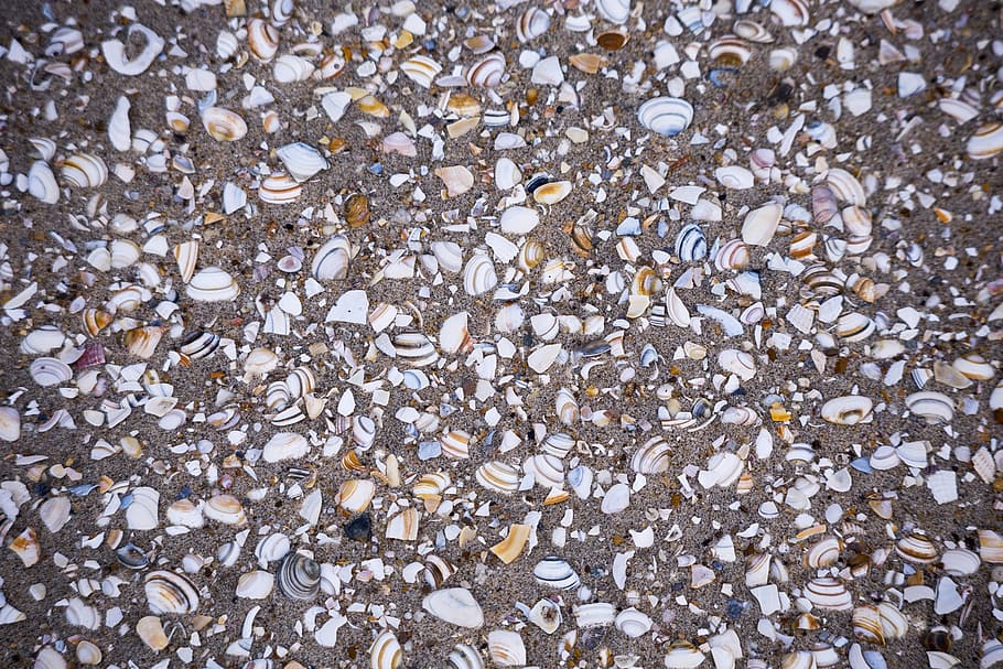 Beach, Sand, Shells, backgrounds, pattern, pebble, textured, HD wallpaper