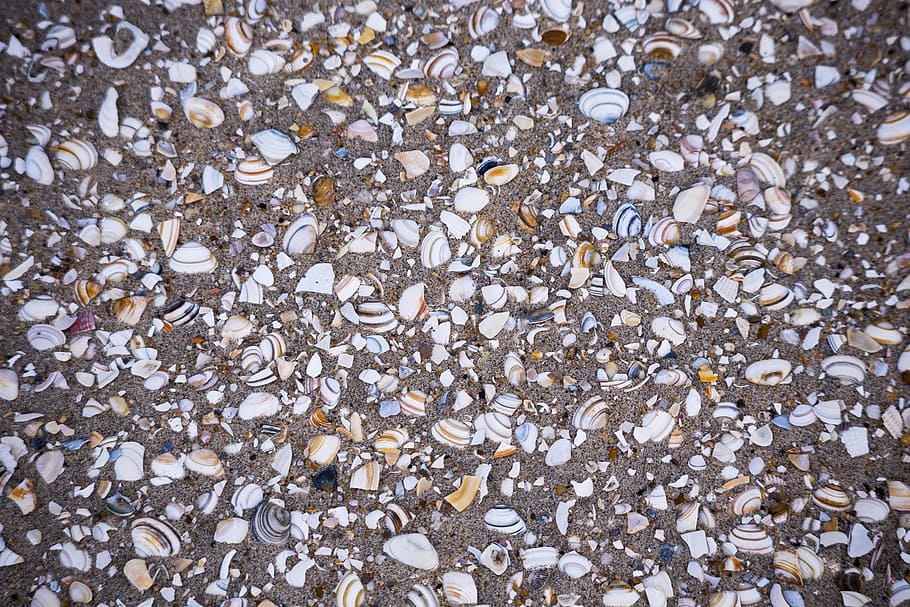 Beach, Sand, Shells, backgrounds, pattern, pebble, textured HD wallpaper