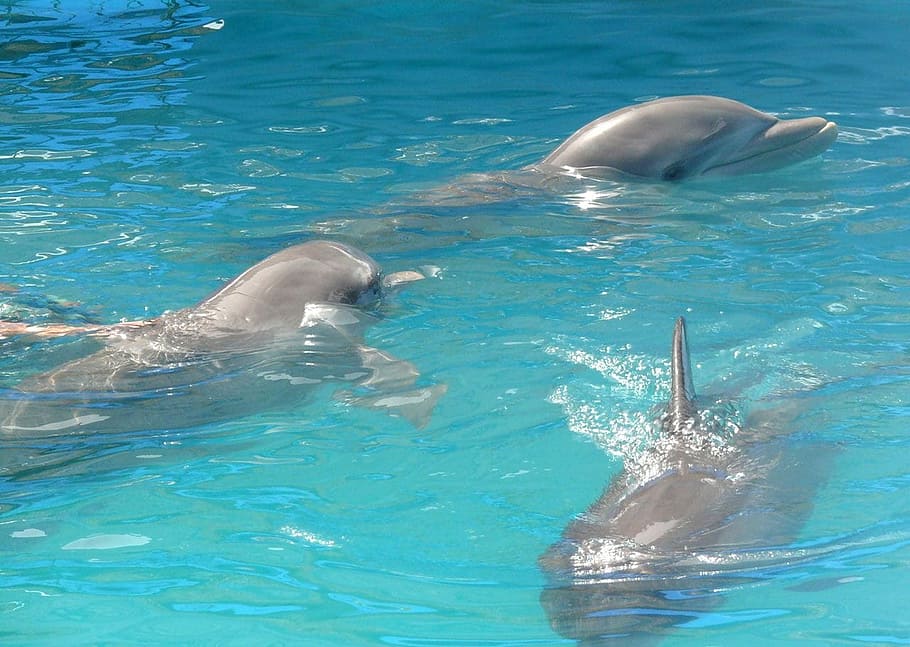 Dolphin, Swimming, Pool, Water, three, mammal, aquatic, intelligent HD wallpaper