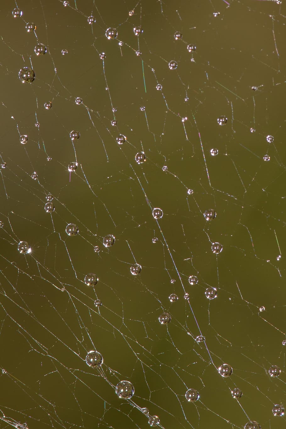 network, dew, cobweb, autumn, moist, morgentau, raindrop, dewdrop HD wallpaper