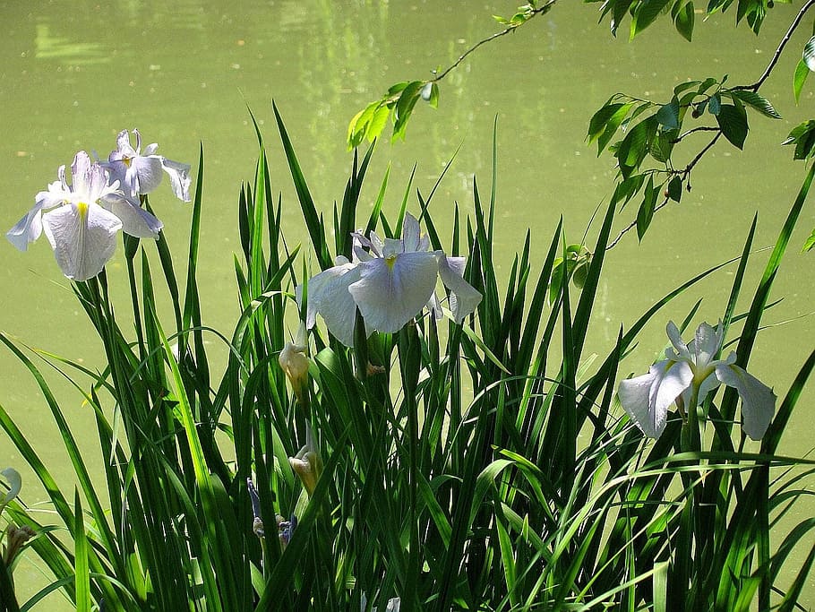 pond, flower, leaf, iris, garden, water, nature, plant, flowering plant HD wallpaper