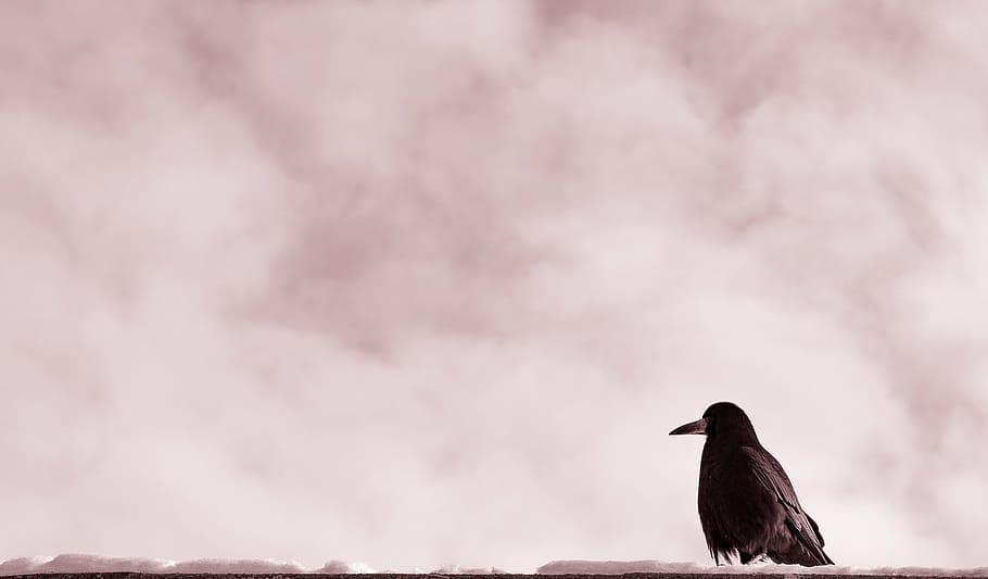 black bird under cloudy sky, clouds, aerial, beak, one animal HD wallpaper