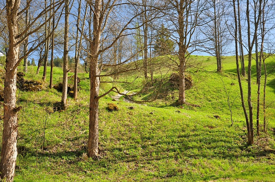 spring, tree, forest, nature, plant, land, tranquility, tranquil scene HD wallpaper