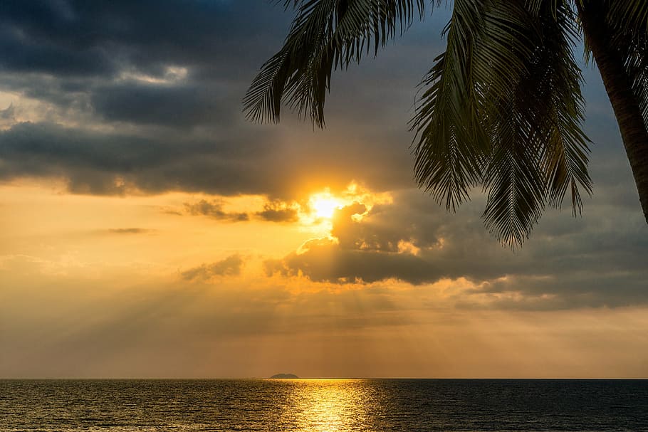 body of water during sunset, tropical, palm, tree, sea, ocean